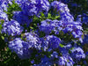Plumbago Dark Blue ( LIVE STARTER PLANT) PERENNIAL SHRUB - Caribbean garden seed