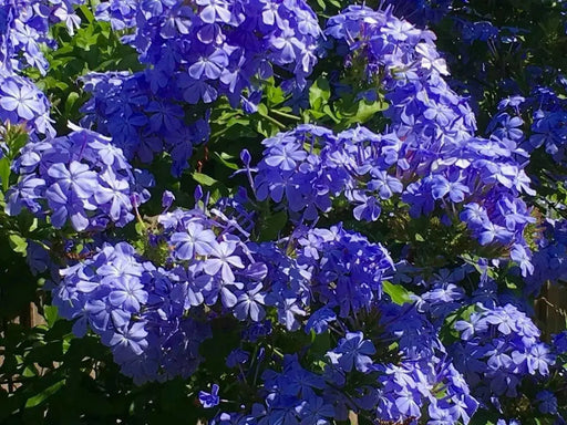 Plumbago Dark Blue ( LIVE STARTER PLANT) PERENNIAL SHRUB - Caribbean garden seed