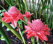 PINK TORCH GINGER SEEDS , TROPICAL FLOWERS - Caribbean garden seed