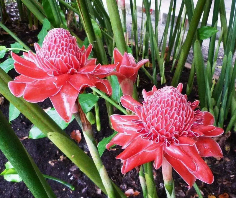 PINK TORCH GINGER SEEDS , TROPICAL FLOWERS - Caribbean garden seed