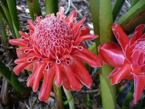 PINK TORCH GINGER SEEDS , TROPICAL FLOWERS - Caribbean garden seed