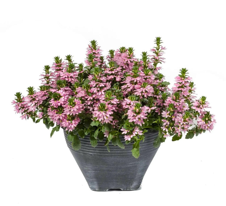 PINK Scaevola PLANT ( LIVE STARTER PLANT) Evergreen shrub - Caribbean garden seed