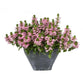 PINK Scaevola PLANT ( LIVE STARTER PLANT) Evergreen shrub - Caribbean garden seed