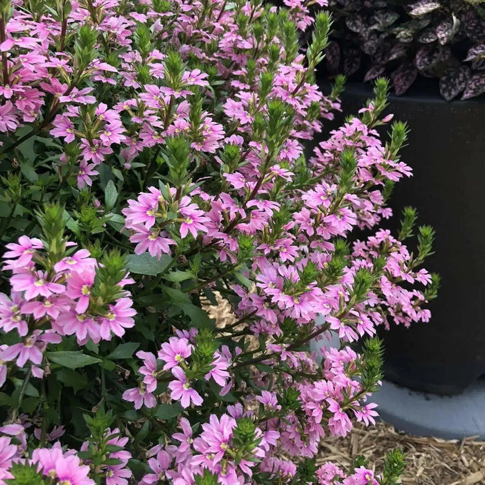 PINK Scaevola PLANT ( LIVE STARTER PLANT) Evergreen shrub - Caribbean garden seed