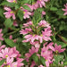 PINK Scaevola PLANT ( LIVE STARTER PLANT) Evergreen shrub - Caribbean garden seed