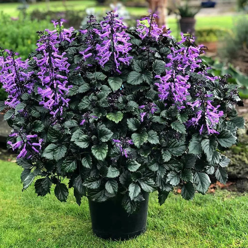 Plectranthus Velvet Diva (LIVE STARTER PLANT,) HOUSEPLANT VINE - Caribbean garden seed