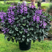 Plectranthus Velvet Diva (LIVE STARTER PLANT,) HOUSEPLANT VINE - Caribbean garden seed