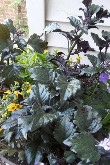 Plectranthus Velvet Diva (LIVE STARTER PLANT,) HOUSEPLANT VINE - Caribbean garden seed