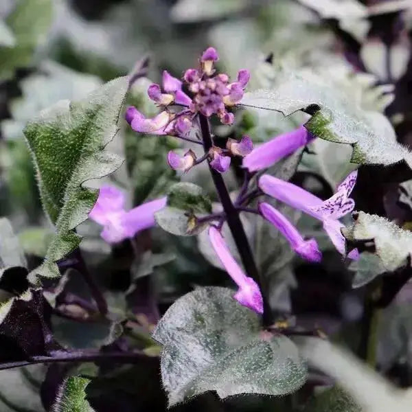 Plectranthus Velvet Diva (LIVE STARTER PLANT,) HOUSEPLANT VINE - Caribbean garden seed