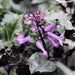 Plectranthus Velvet Diva (LIVE STARTER PLANT,) HOUSEPLANT VINE - Caribbean garden seed