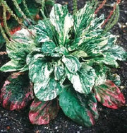 Plantain Variegated ,Flowers SEED - Caribbean garden seed