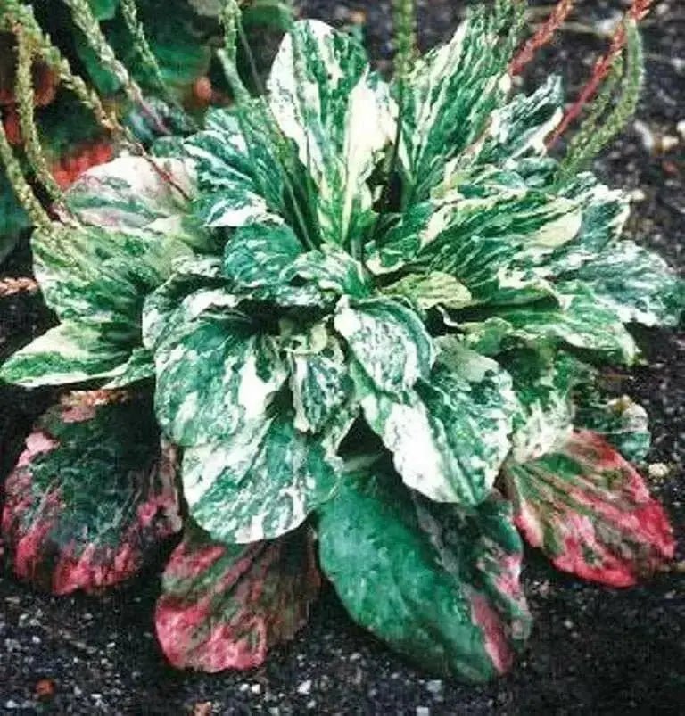 Plantain Variegated ,Flowers SEED - Caribbean garden seed