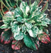 Plantain Variegated ,Flowers SEED - Caribbean garden seed