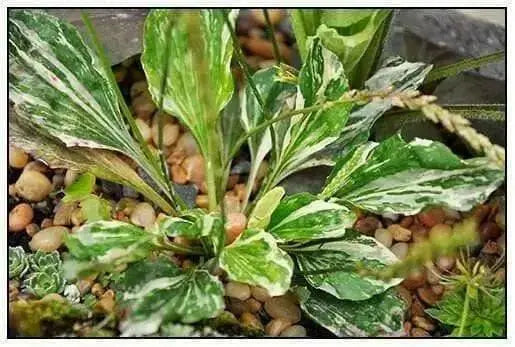Plantain Variegated ,Flowers SEED - Caribbean garden seed