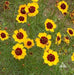 PLAIN Coreopsis,Flowers seed ,TALL Tickseed, - Caribbean garden seed