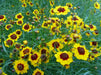 PLAIN Coreopsis,Flowers seed ,TALL Tickseed, - Caribbean garden seed