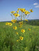 PLAIN Coreopsis,Flowers seed ,TALL Tickseed, - Caribbean garden seed