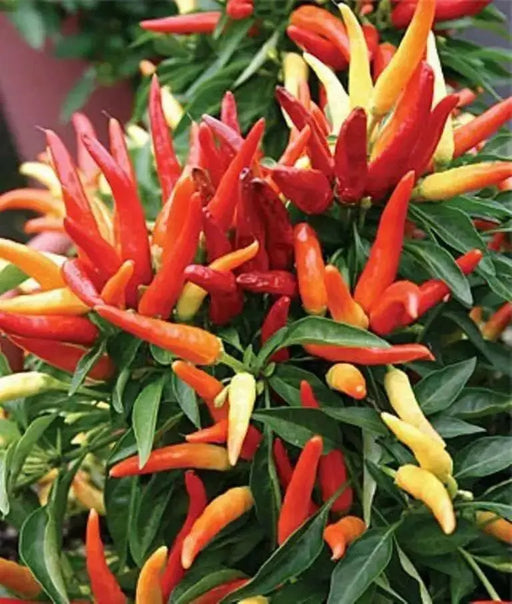 POINSETTIA PEPPER, Hot,ORGANIC,Resemble a poinsettia flower,Edible,Ornamental! - Caribbean garden seed