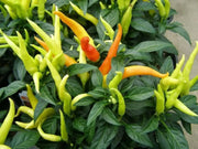 POINSETTIA PEPPER, Hot,ORGANIC,Resemble a poinsettia flower,Edible,Ornamental! - Caribbean garden seed