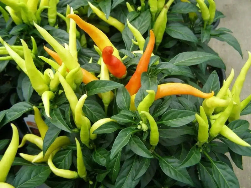 POINSETTIA PEPPER, Hot,ORGANIC,Resemble a poinsettia flower,Edible,Ornamental! - Caribbean garden seed
