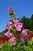 Pink single Canterbury Bells,CAMPANULA medium ,Cup and Saucer Seeds - Caribbean garden seed