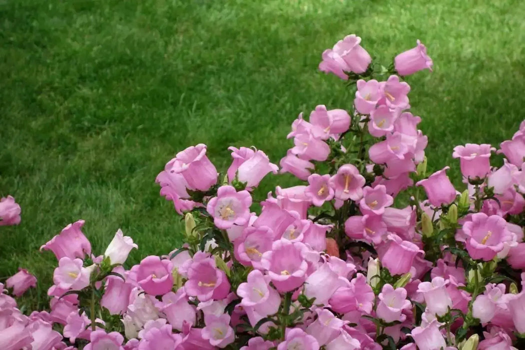 Pink single Canterbury Bells,CAMPANULA medium ,Cup and Saucer Seeds - Caribbean garden seed