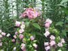 Pink single Canterbury Bells,CAMPANULA medium ,Cup and Saucer Seeds - Caribbean garden seed