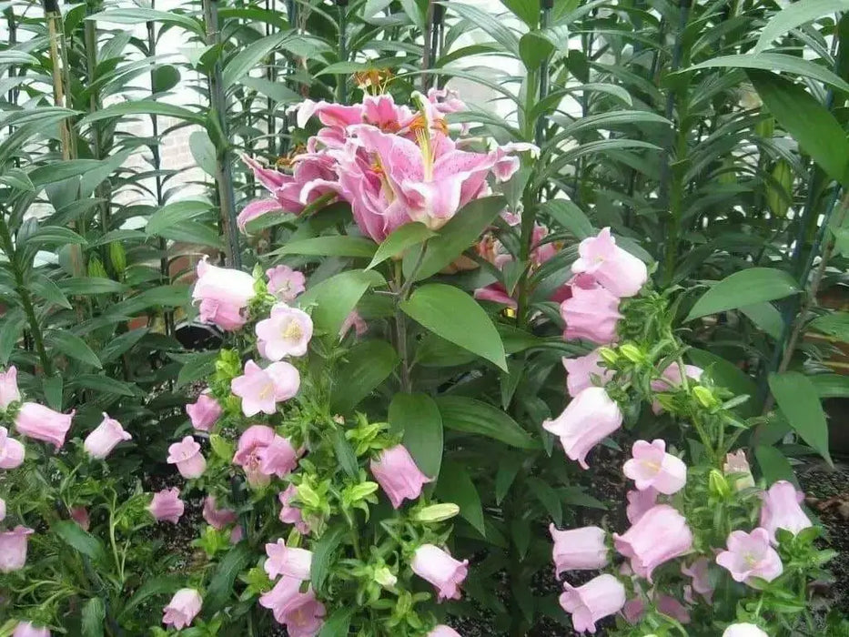Pink single Canterbury Bells,CAMPANULA medium ,Cup and Saucer Seeds - Caribbean garden seed