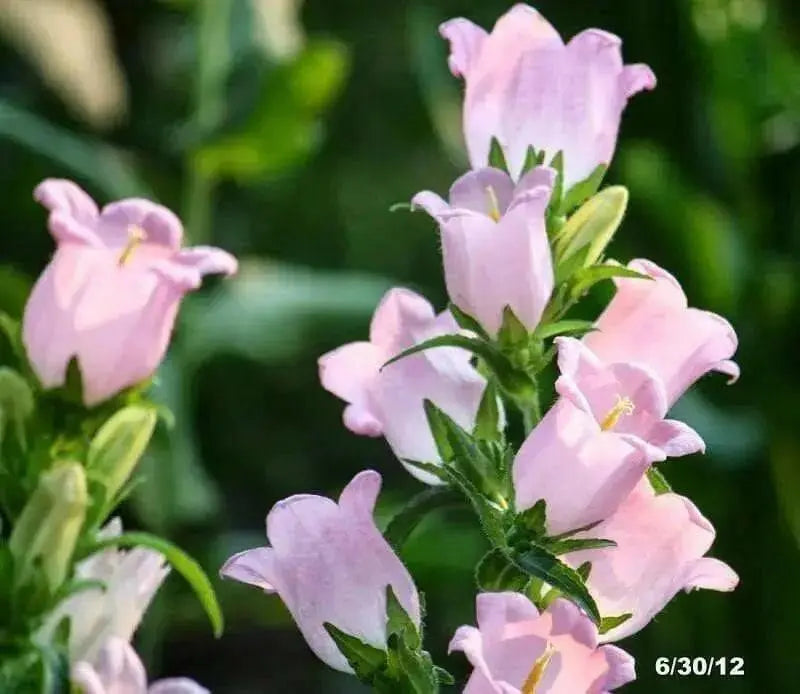 Pink single Canterbury Bells,CAMPANULA medium ,Cup and Saucer Seeds - Caribbean garden seed
