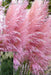 Pink Pampas - Ornamental Grass Seeds-,Perennial - Caribbean garden seed