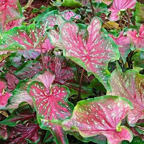 Pink Lance Whorton Strap Leaf Caladium - Caribbean garden seed
