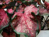 Pink Lance Whorton Strap Leaf Caladium - Caribbean garden seed