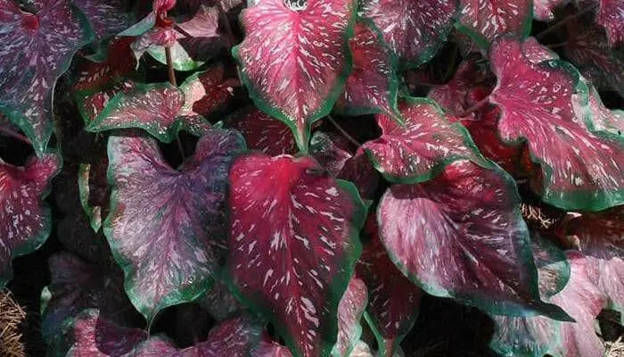 Pink Lance Whorton Strap Leaf Caladium - Caribbean garden seed