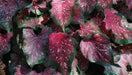 Pink Lance Whorton Strap Leaf Caladium - Caribbean garden seed