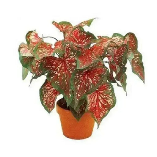Pink Lance Whorton Strap Leaf Caladium - Caribbean garden seed