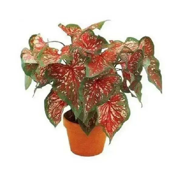Pink Lance Whorton Strap Leaf Caladium - Caribbean garden seed
