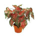 Pink Lance Whorton Strap Leaf Caladium - Caribbean garden seed