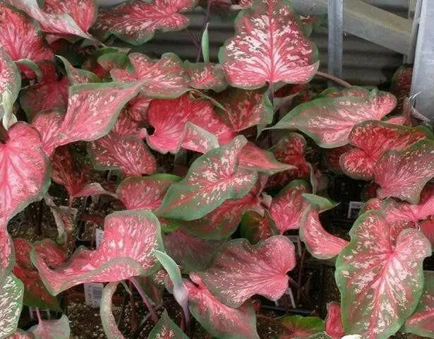 Pink Lance Whorton Strap Leaf Caladium - Caribbean garden seed
