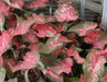 Pink Lance Whorton Strap Leaf Caladium - Caribbean garden seed