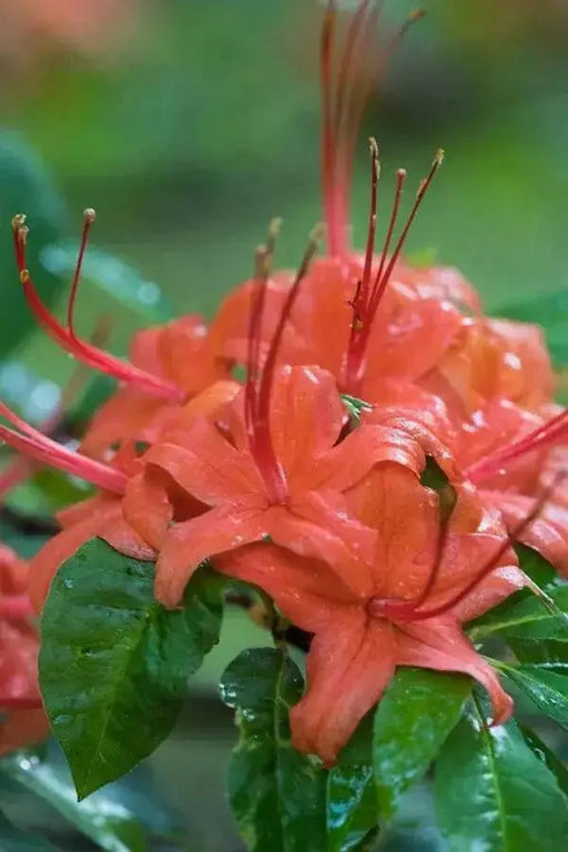 Plumleaf Azalea Seeds, FLOWERING TREE, PERENNIAL SHRUB - Caribbean garden seed