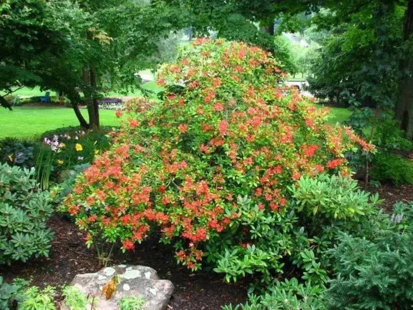 Plumleaf Azalea Seeds, FLOWERING TREE, PERENNIAL SHRUB - Caribbean garden seed