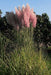 Pink Pampas Grass ,fast growing  Ornamental Grass Seeds - Caribbean garden seed