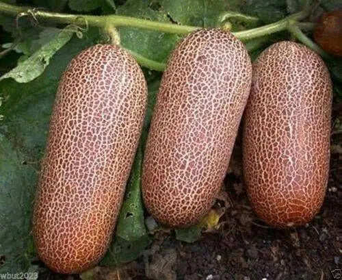 Poona Kheera CUCUMBER SEEDS HEIRLOOM VEGETABLE - Caribbean garden seed