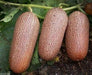 Poona Kheera CUCUMBER SEEDS HEIRLOOM VEGETABLE - Caribbean garden seed