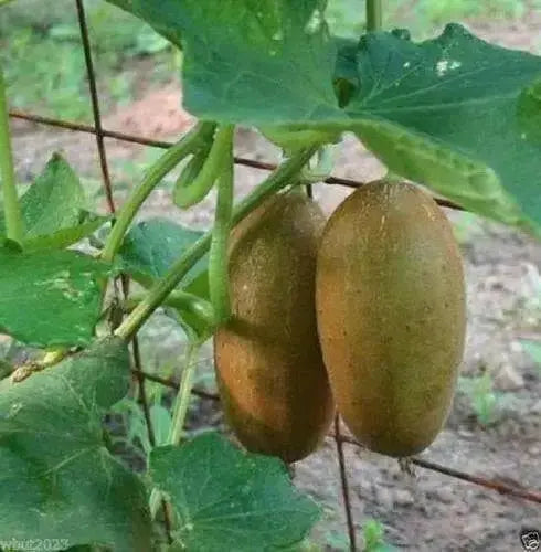 Poona Kheera CUCUMBER SEEDS HEIRLOOM VEGETABLE - Caribbean garden seed