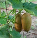 Poona Kheera CUCUMBER SEEDS HEIRLOOM VEGETABLE - Caribbean garden seed