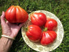 Pomodoro,Red Pear tomato Seeds. beefsteak- Italian vegetable - Heirloom Tomato - Caribbean garden seed