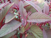 Polish Amaranth Seeds, VEGETABLE GRENS, FLOWERS - Caribbean garden seed