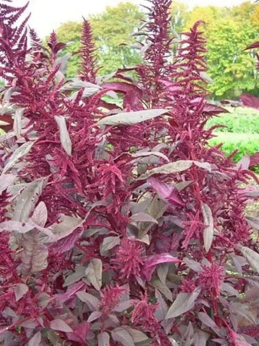 Polish Amaranth Seeds, VEGETABLE GRENS, FLOWERS - Caribbean garden seed