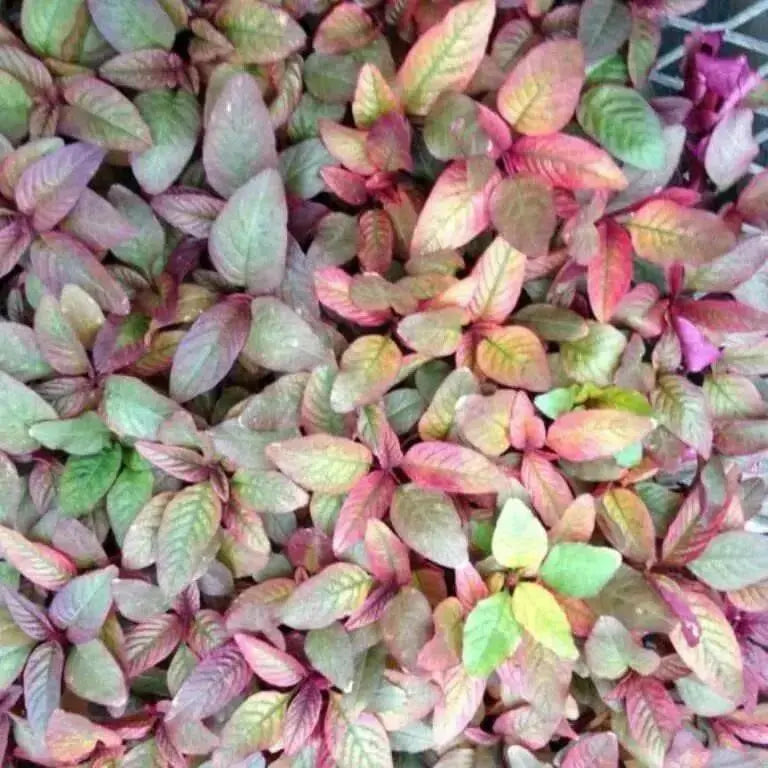 Polish Amaranth Seeds, VEGETABLE GRENS, FLOWERS - Caribbean garden seed